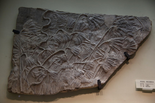 创空海百合三叠纪化石