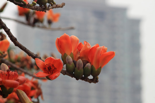 木棉花