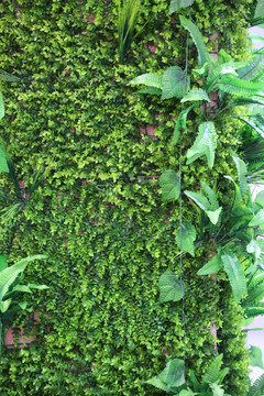 绿植墙