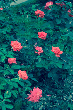 月季花