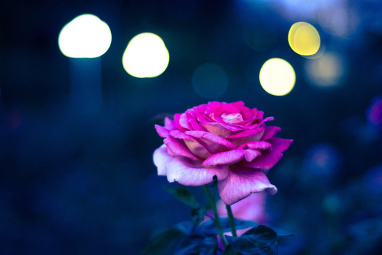 月季花