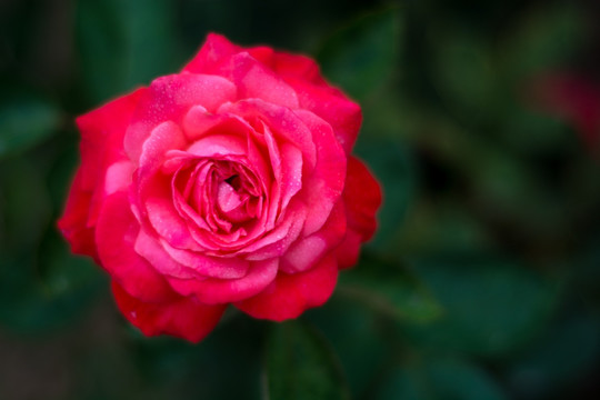 月季花