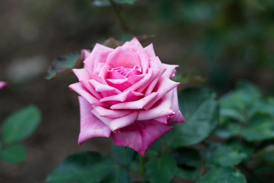 月季花