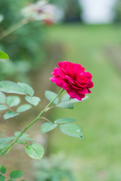 月季花