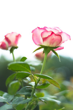 月季花