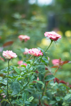月季花