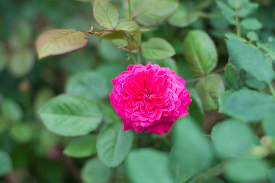 月季花