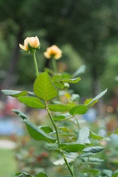 月季花