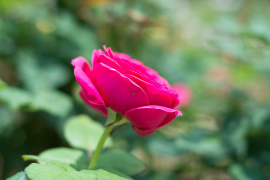 月季花