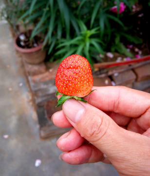 奶油草莓