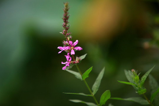 葛藤花