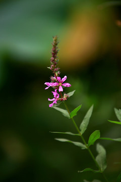 葛藤花