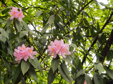 高山杜鹃