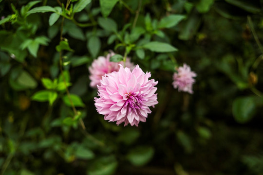 大丽花