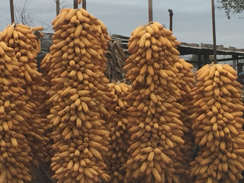 丰收玉米棒子