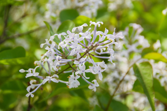 丁香花