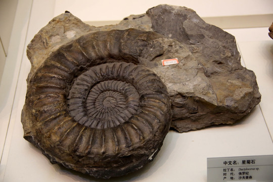 侏罗纪星菊石化石
