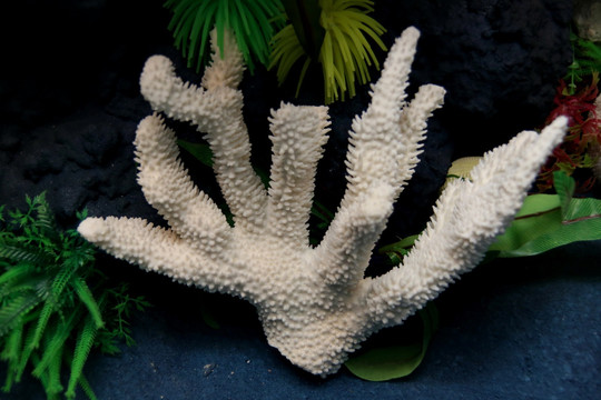 海洋生物鹿角珊瑚模型