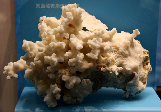 阔裸肋珊瑚海洋生物珊瑚