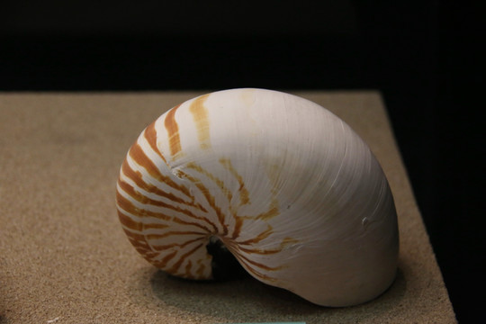 海螺鹦鹉螺