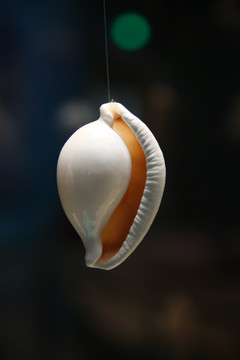 海洋贝类海兔螺