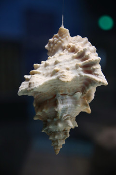 海洋贝类芭蕉螺