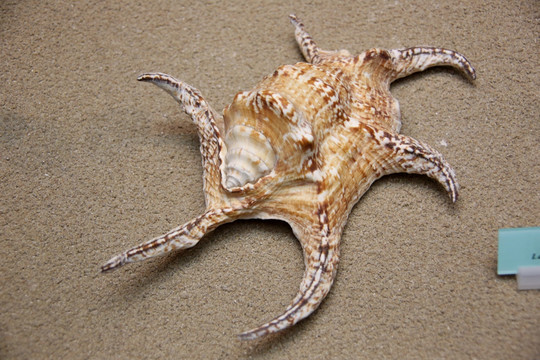 海螺花纹水字螺