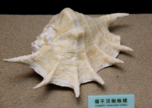 海螺瘤平顶蜘蛛螺