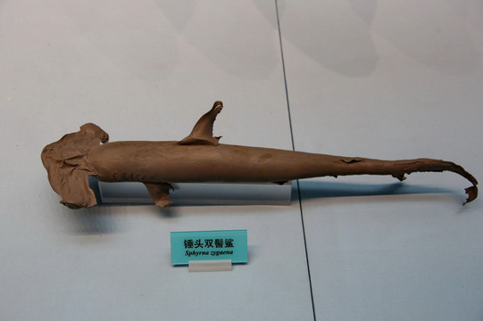 鲨鱼锤头双髻鲨标本