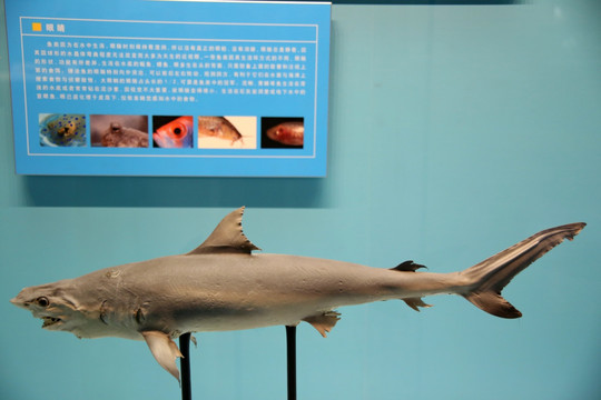 鲨鱼沙拉真鲨标本