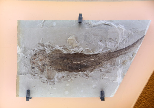 晚侏罗纪时期潘氏北票鲟化石