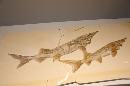 硬骨鱼纲侏罗纪时期刘氏原白鲟化