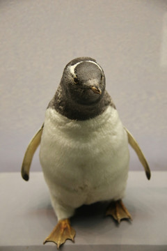 白眉企企鹅标本