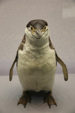 纹颊企鹅标本