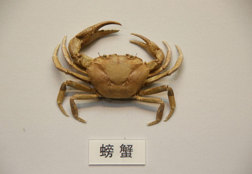 螃蟹标本