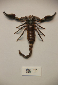 昆虫大钳蝎子标本