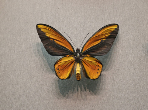 昆虫褐色蝴蝶标本