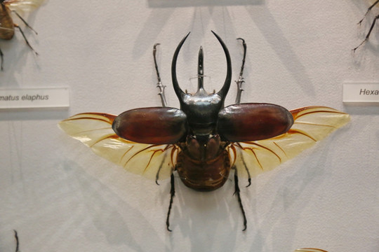 黑鞘甲虫标本