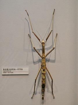 竹节虫标本