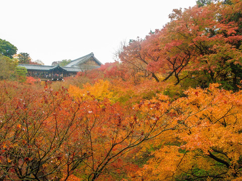 日本红叶山林美景