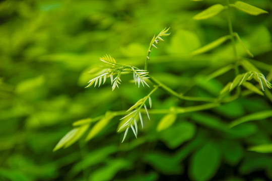 嫩芽 绿野