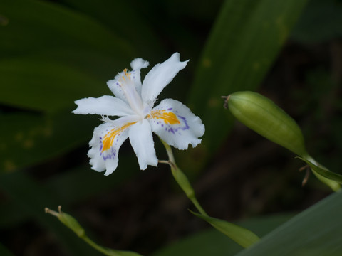 扁竹兰花果和蒴果