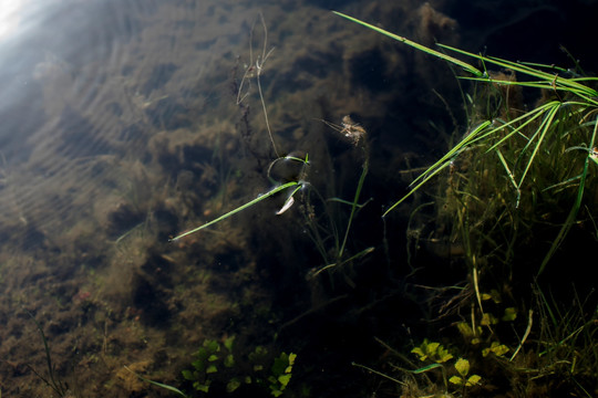 水草