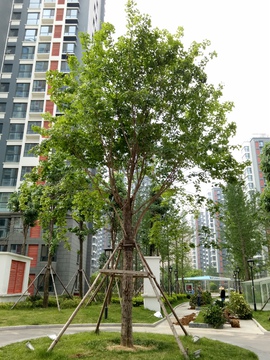 园林绿化 绿色植物 春天树木