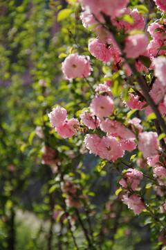 桃花 桃红 春暖花开 粉花 春