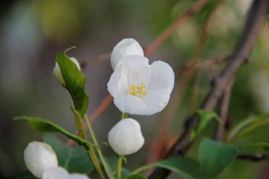 花 白花 山丁子花 果树花 浪