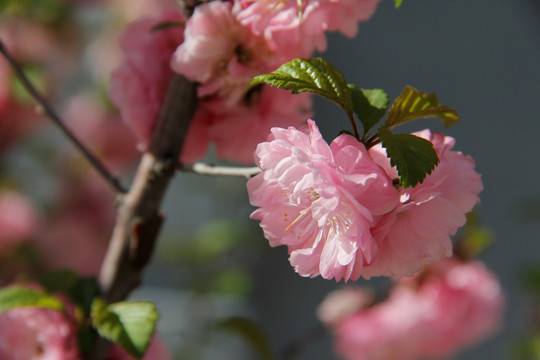 桃花 桃红 春暖花开 粉花 春