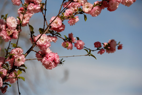 桃花 桃红 春暖花开 粉花 春