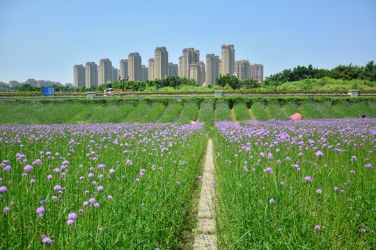 花海公园