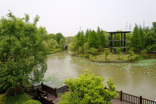上海 闻道园 园林 植物 户外